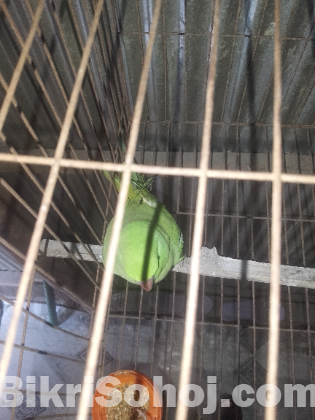 ইন্ডিয়ান রিংনেট টিয়া